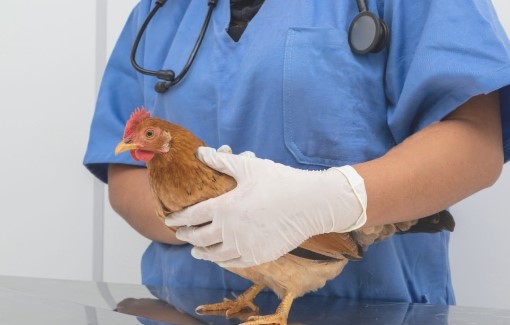 Anna College Others(13)