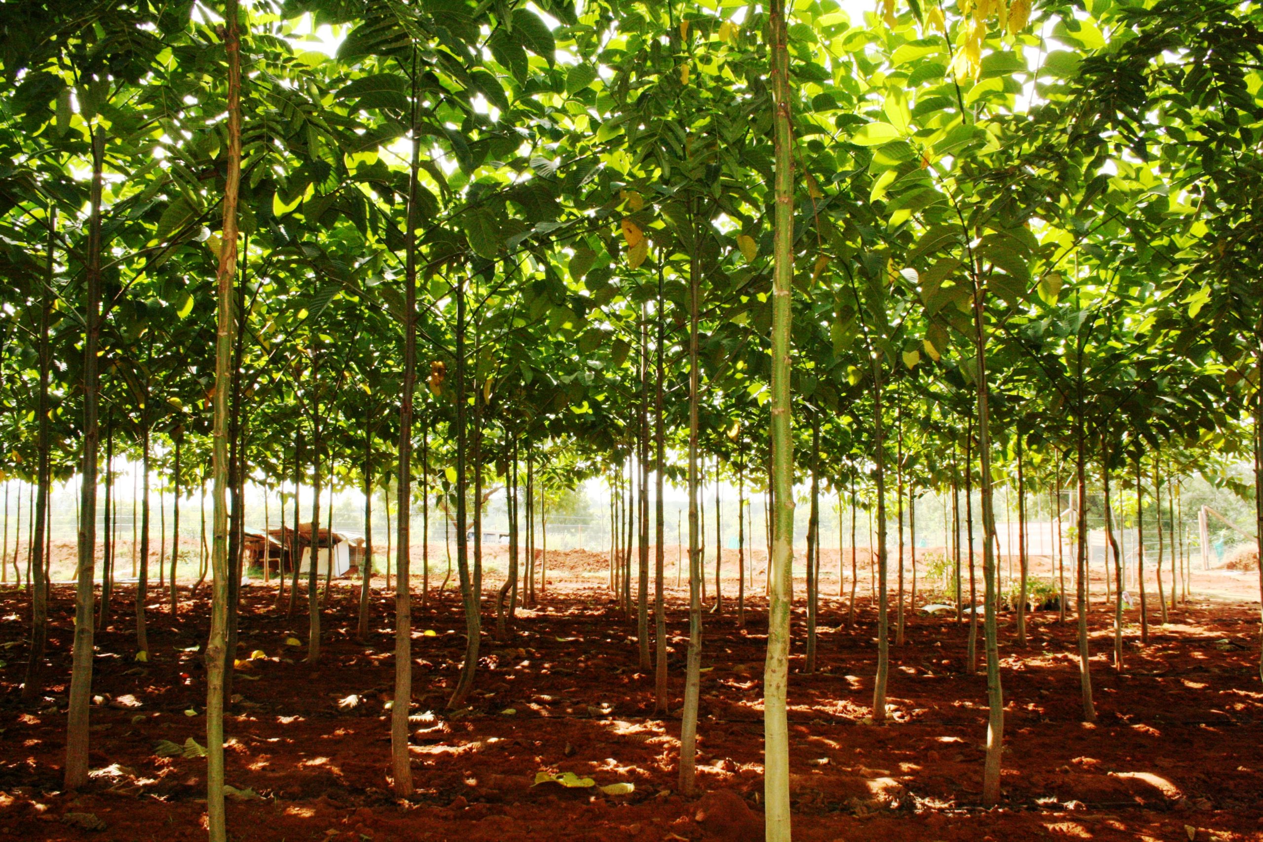 Forest College and Research Institute, Mettupalayam Others(2)