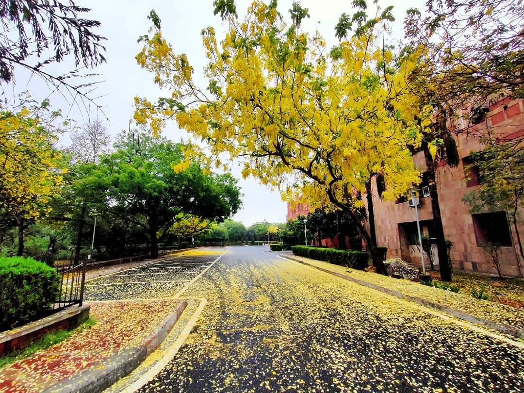 JNU Campus View(2)